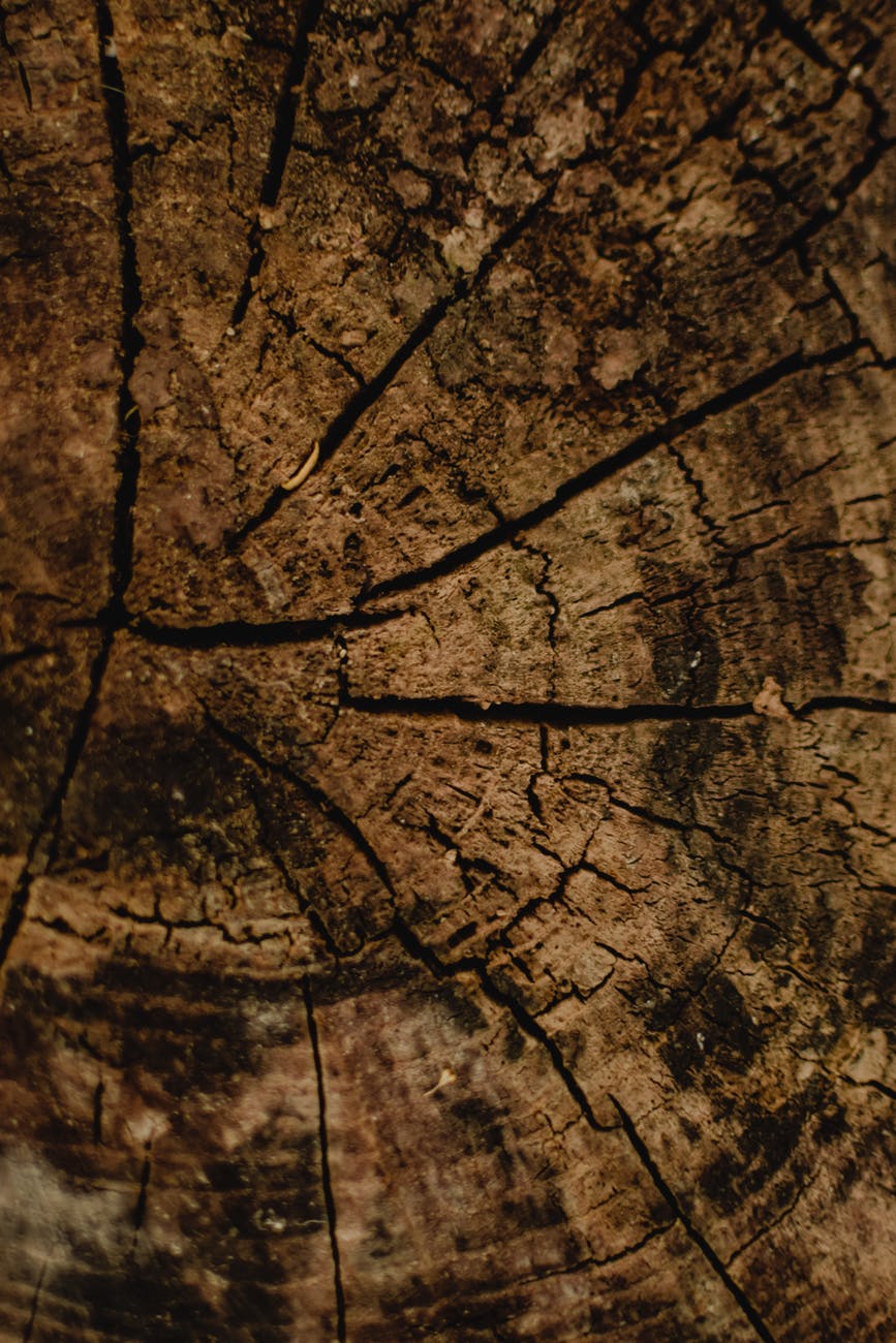 cracks on a cut wood lumber